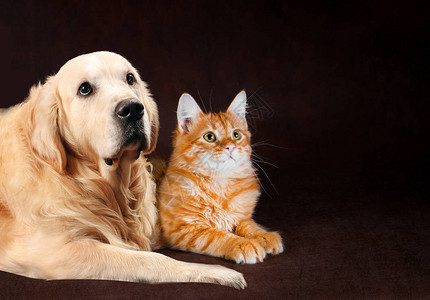 猫和狗西伯利亚小猫和金背景图片