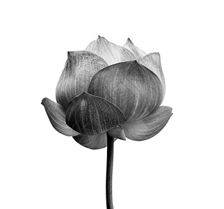 黑白两色的莲花在白色图片