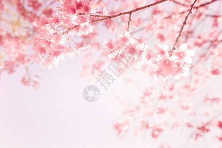 春天美丽的复古樱花樱花复古粉色调图片
