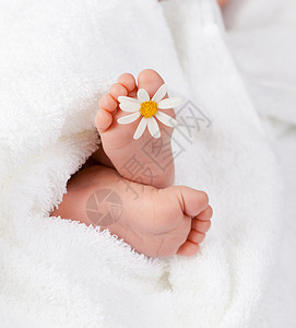 可爱的婴儿脚与小白雏菊图片
