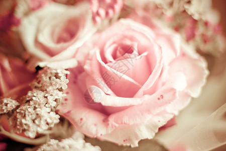 美丽的粉红色玫瑰图片