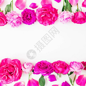 嫩粉色花朵的装饰白色背景上的玫瑰图片