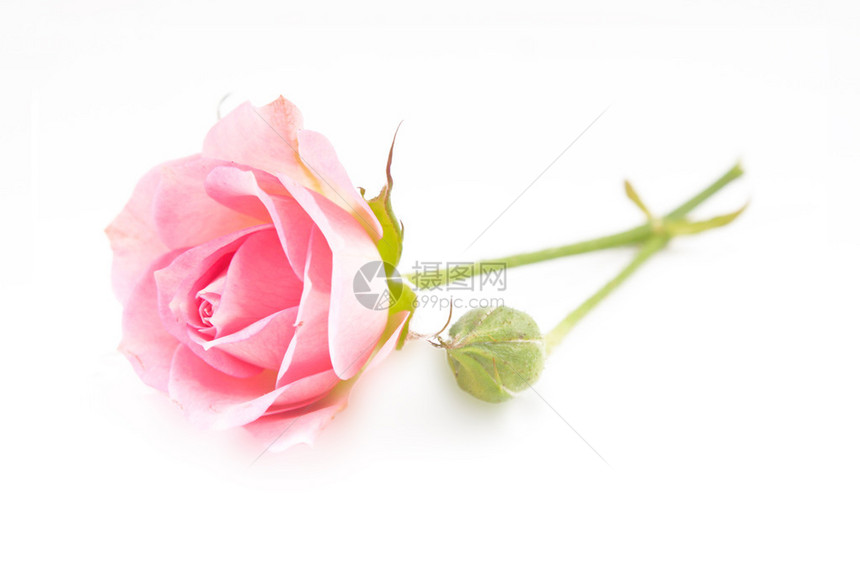 粉红玫瑰与白色按钮隔离图片