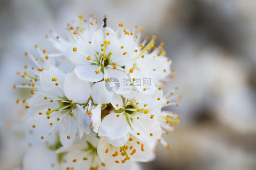 黑刺李开花有白图片