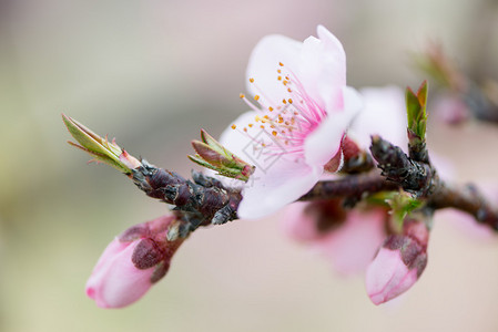 三月的桃花背景图片