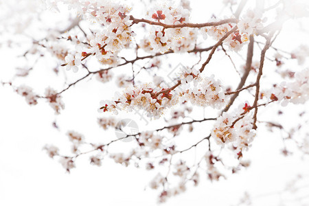雾蒙的白嫩樱花图片