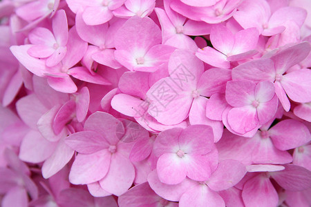 温柔的粉红色无尽夏季Hydrang图片