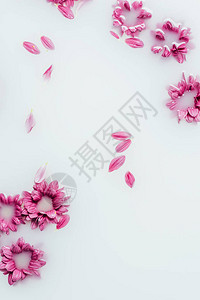 美丽的粉红菊花和奶面花图片