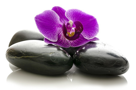 黑色温泉石上的紫罗兰花白图片