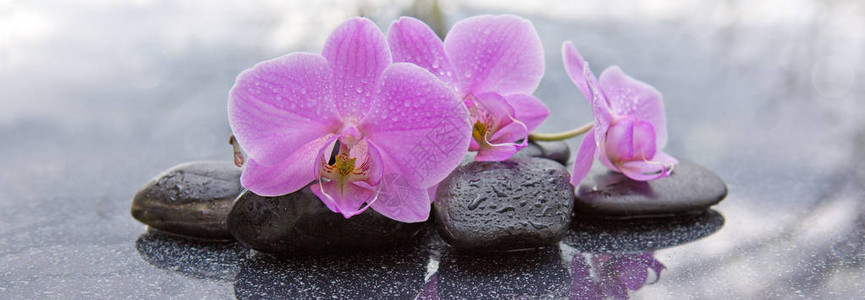 粉红兰花和石子与水滴隔绝图片