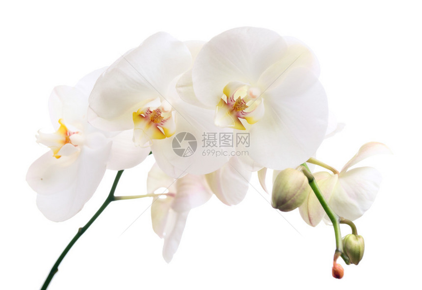 白色上的兰花蝴蝶兰图片