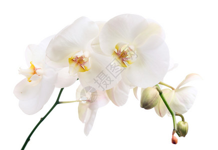 白色上的兰花蝴蝶兰高清图片