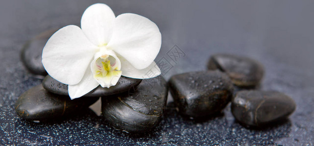 白兰花和石头与水滴隔绝背景图片