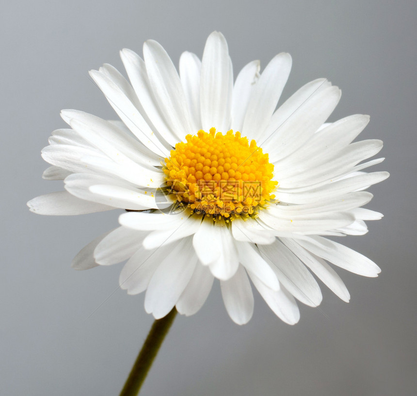 白色背景上美丽的雏菊图片