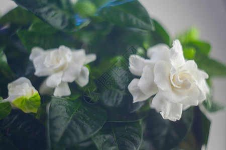 在绿色背景的美丽的白花栀子花背景图片