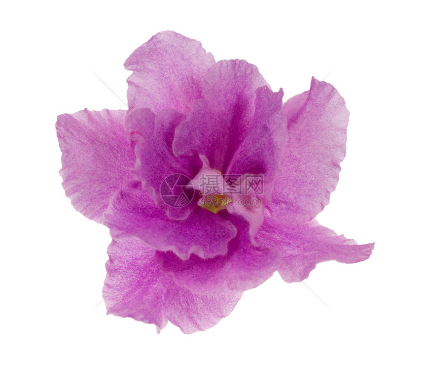 Lilac紫色孤立花图片