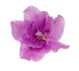 Lilac紫色孤立花背景图片