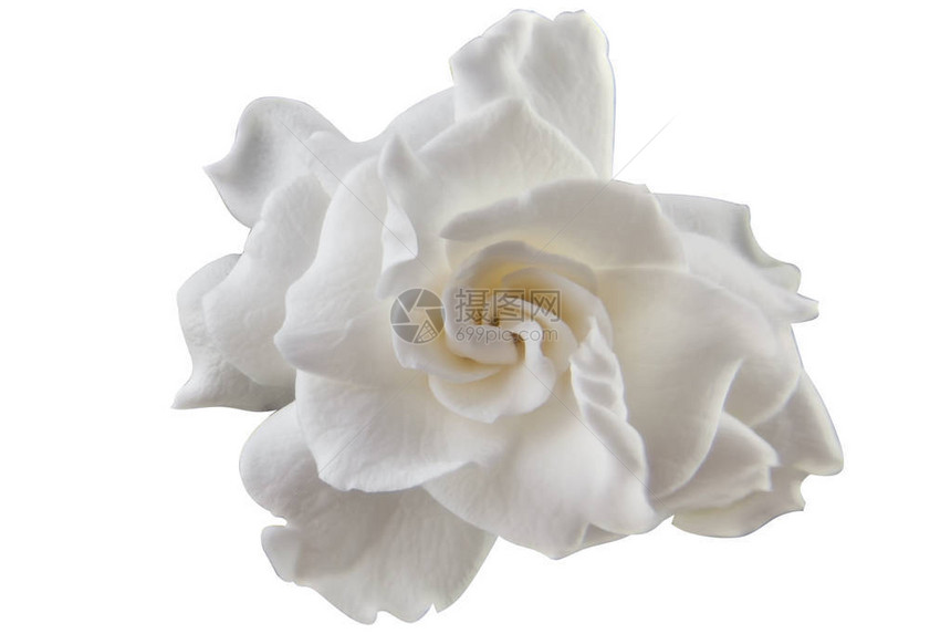 白色背景上美丽的白花栀子花图片
