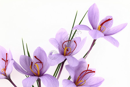 美丽的紫色藏红花番红花背景图片