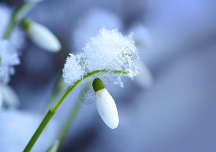 带雪晶帽的雪滴图片