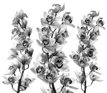 白色背景上孤立的单色兰花背景图片