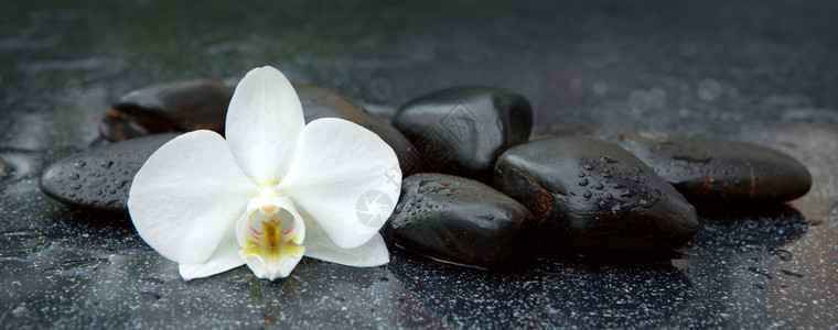 白兰花和石头与水滴隔绝背景图片