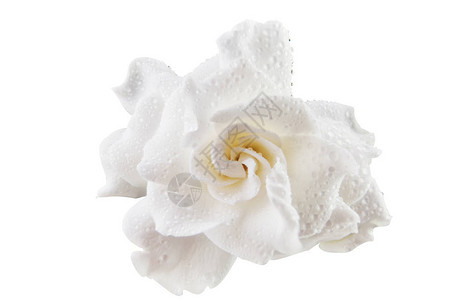 白色背景上美丽的白花栀子花图片