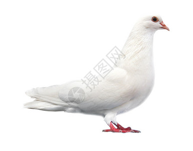 白鸽坐在白色背景图片