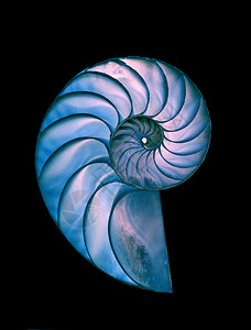 大沙巴那神奇螺旋变形的鹦鹉螺壳在插画