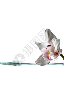 温泉背景的白色兰花和水流图片