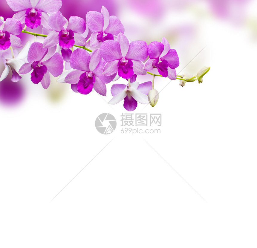 白色背景上的兰花图片