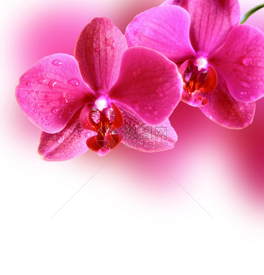 美丽的边框与粉红色的兰花图片