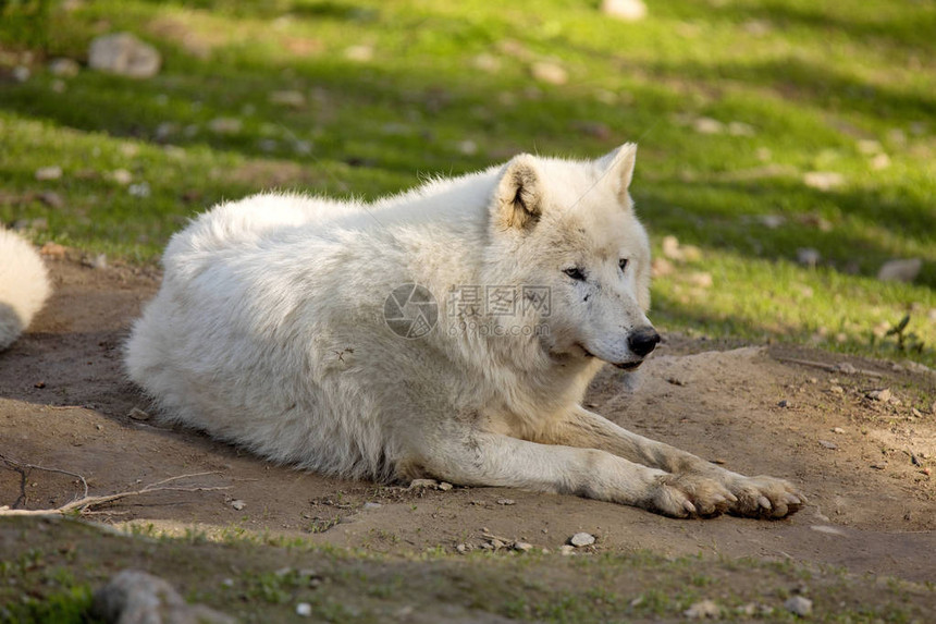 北极野狼CanislupusArcto图片