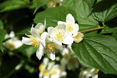 茉莉花经常用来生产香味或茶叶图片