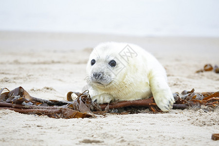 白色的海豹在沙滩上爬图片