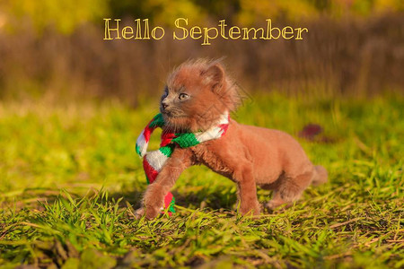 你好9月横幅新的一个月问候卡的秋天照片中的文字四季秋天公园里图片