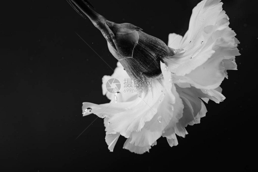 康乃馨花在水中的黑白照片图片