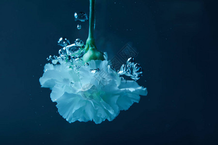 水中气泡康乃馨花的近景背景图片