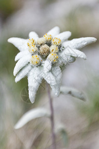 大自然中伟大而美丽的雪绒花高清图片