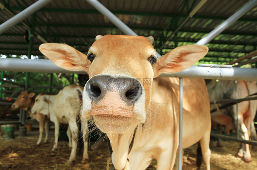 农场牛棚里的奶牛图片
