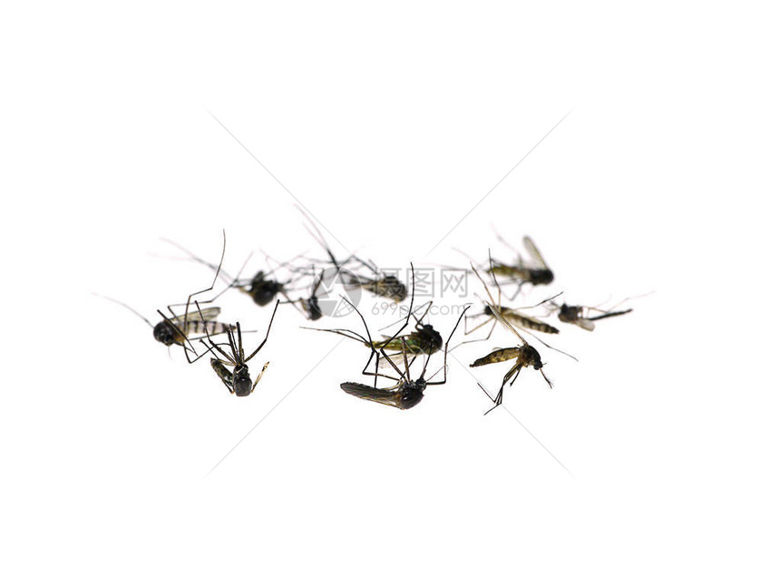 蚊子死在地上图片