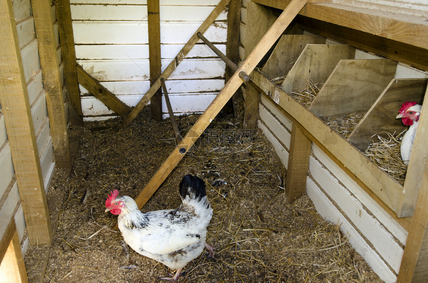 新西兰一个农场的鸡舍里的鸡图片