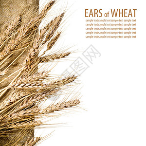 孤立的白色上的小麦和粗麻布织物高清图片