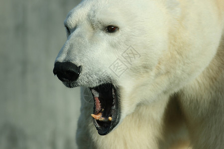 大北极熊UrsusMariti图片