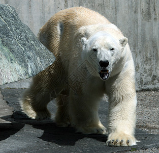大北极熊图片
