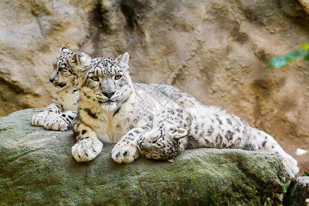 白雪豹伊尔比斯Panthera图片