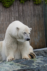 小熊座北极熊Ursusmariti背景