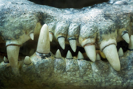 鳄鱼的牙齿图片