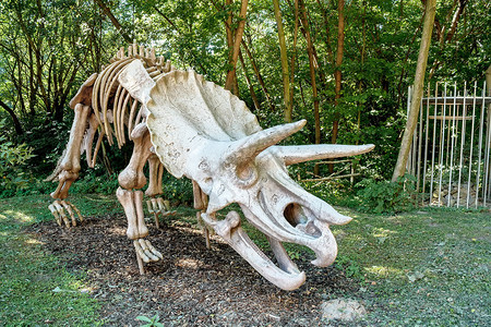 古史前恐龙三环形骨骼在图片