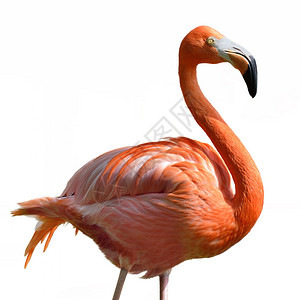 白色背景上的粉红色火烈鸟背景图片